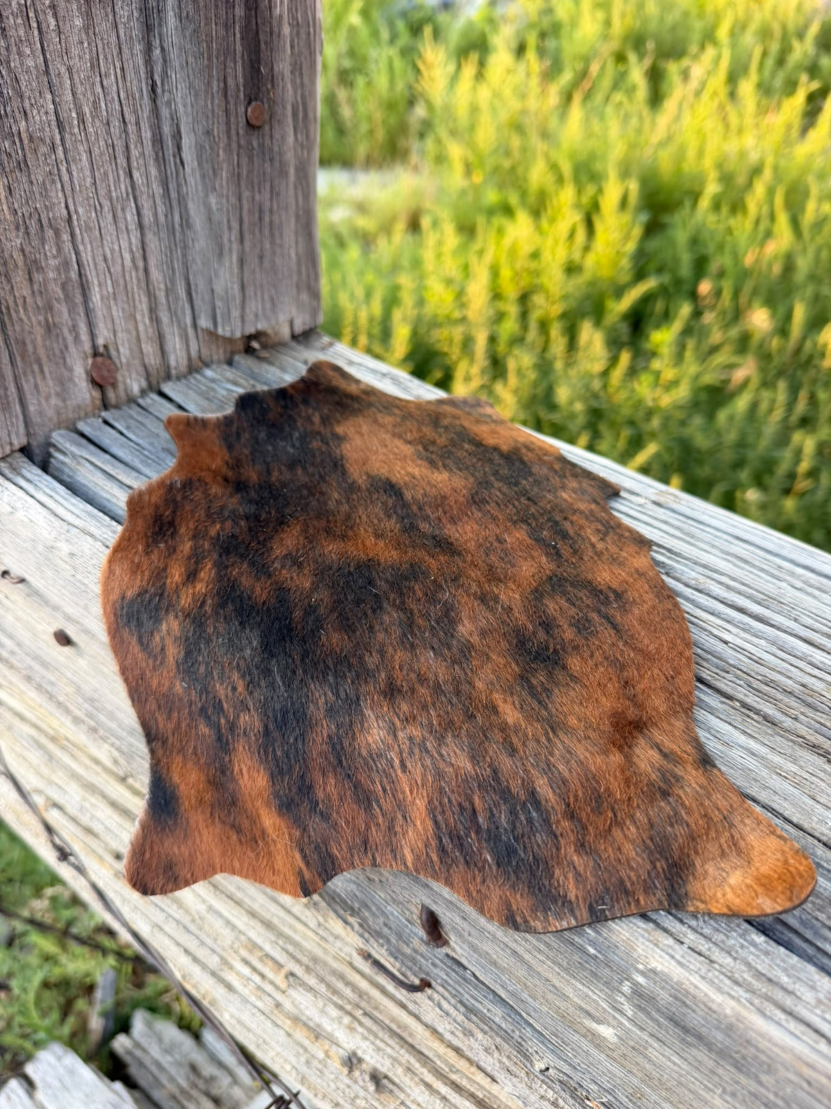 Chief Mountain Cowhides